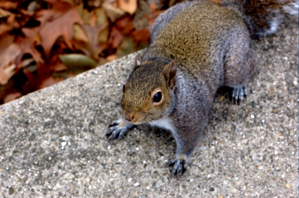 Brazen Squirrel