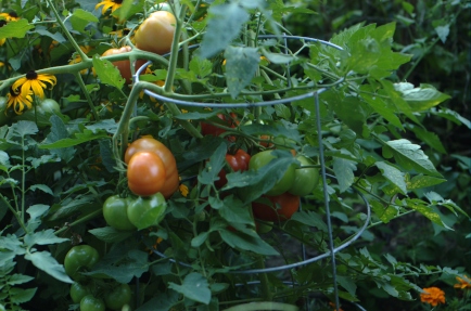 Tomatoes